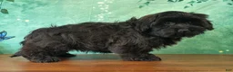 Teddy Bear dogs for sale: Hank - Ad 3
