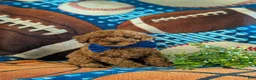 Miniature Poodle dogs for sale: Skylar - Ad 3