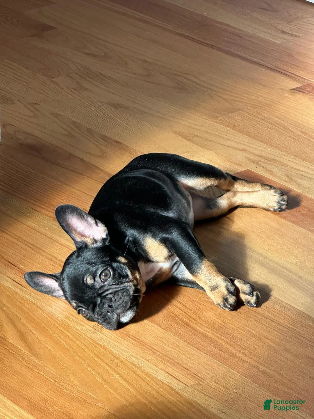 French Bulldog dogs for sale: Java french bulldog  - Ad 3