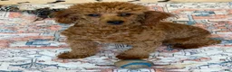Miniature Poodle dogs for sale: Adam - Ad 2