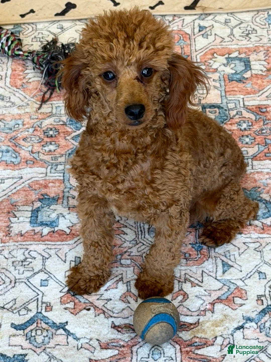 Miniature Poodle dogs for sale: Adam - Ad 2