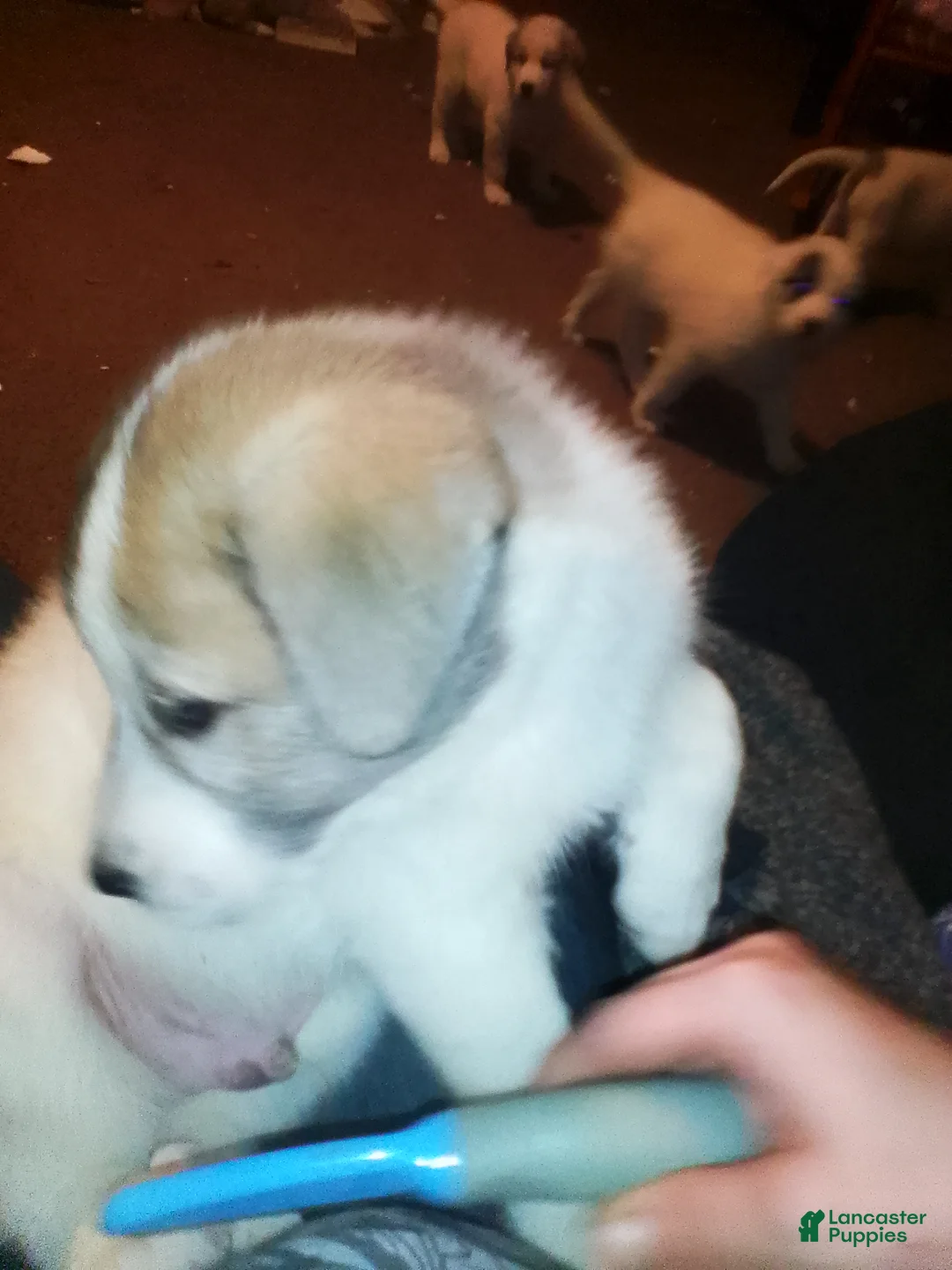 Mixed Breed dogs for sale: Chewy Boy  - Ad 9