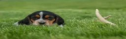 Beagle dogs for sale:  Cash🐶 - Ad 8