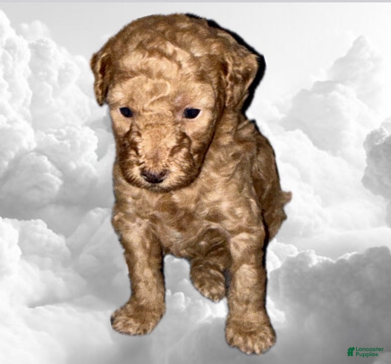 Toy Poodle dogs Toy Poodle Puppy 1 - Ad 19