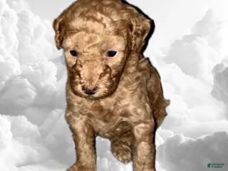 Toy Poodle dogs Toy Poodle Puppy 1 - Ad 19