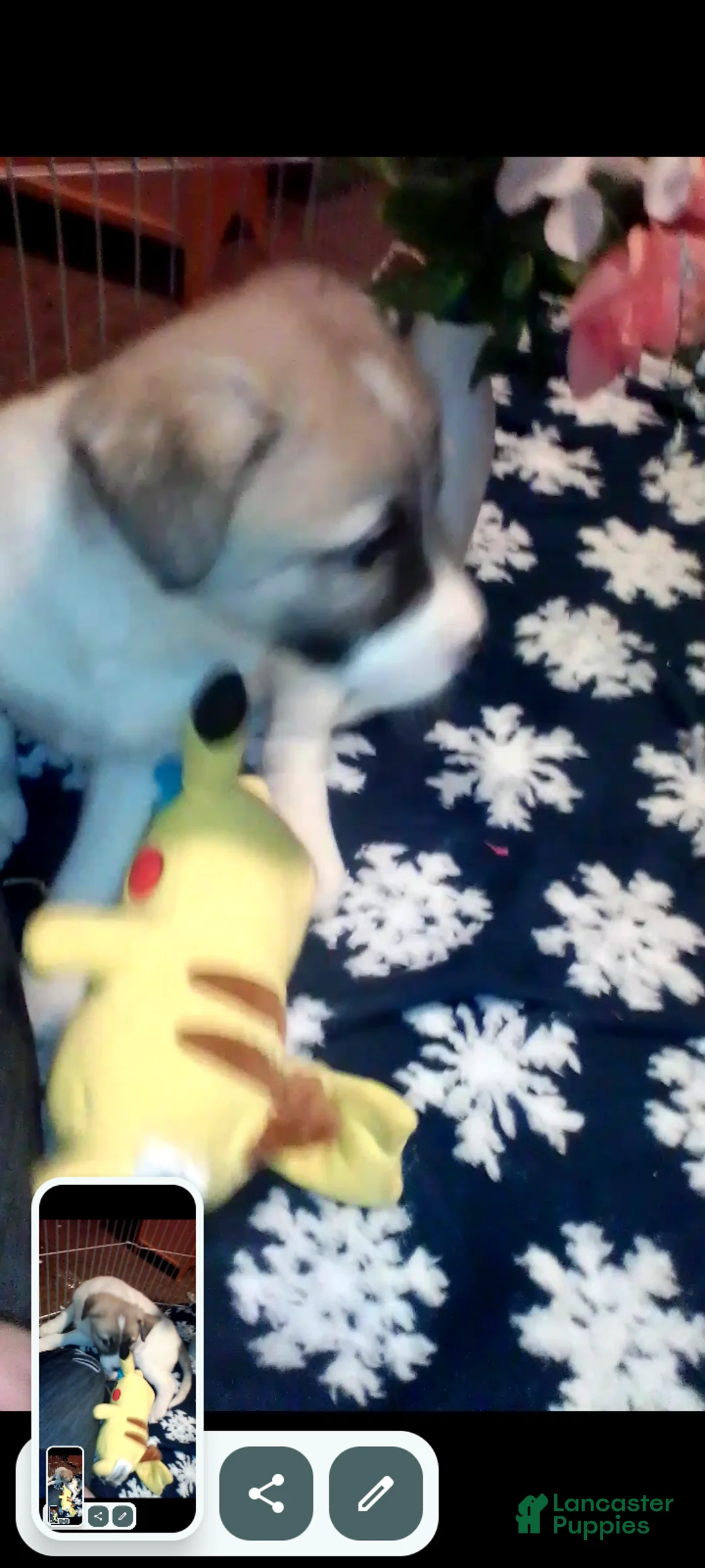 Mixed Breed dogs for sale: BABY JOJO  - Ad 24