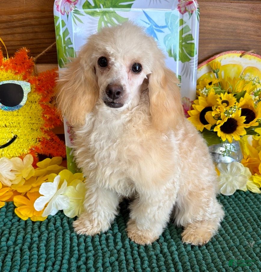 Toy Poodle dogs Pansy - Ad 27