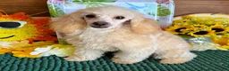 Toy Poodle dogs for sale: Pansy - Ad 1