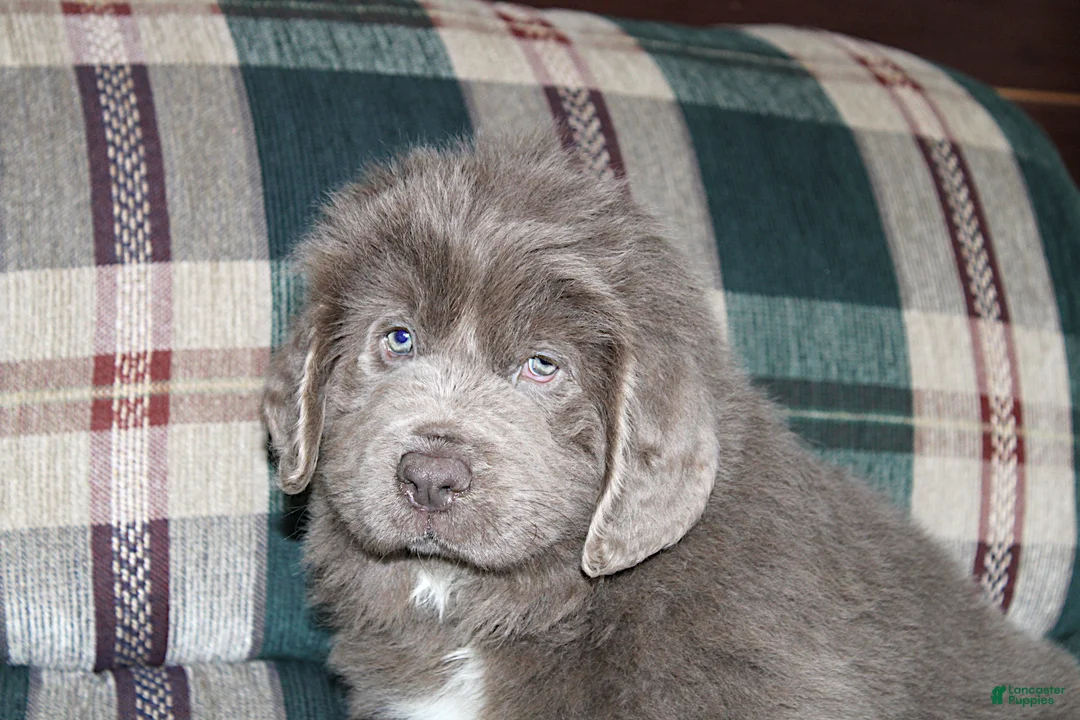 Newfoundland dogs for sale: OFA, AKC, CH Ariel - Ad 2