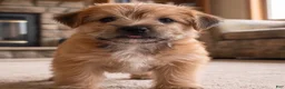 Morkie dogs for sale: Molly - Ad 7