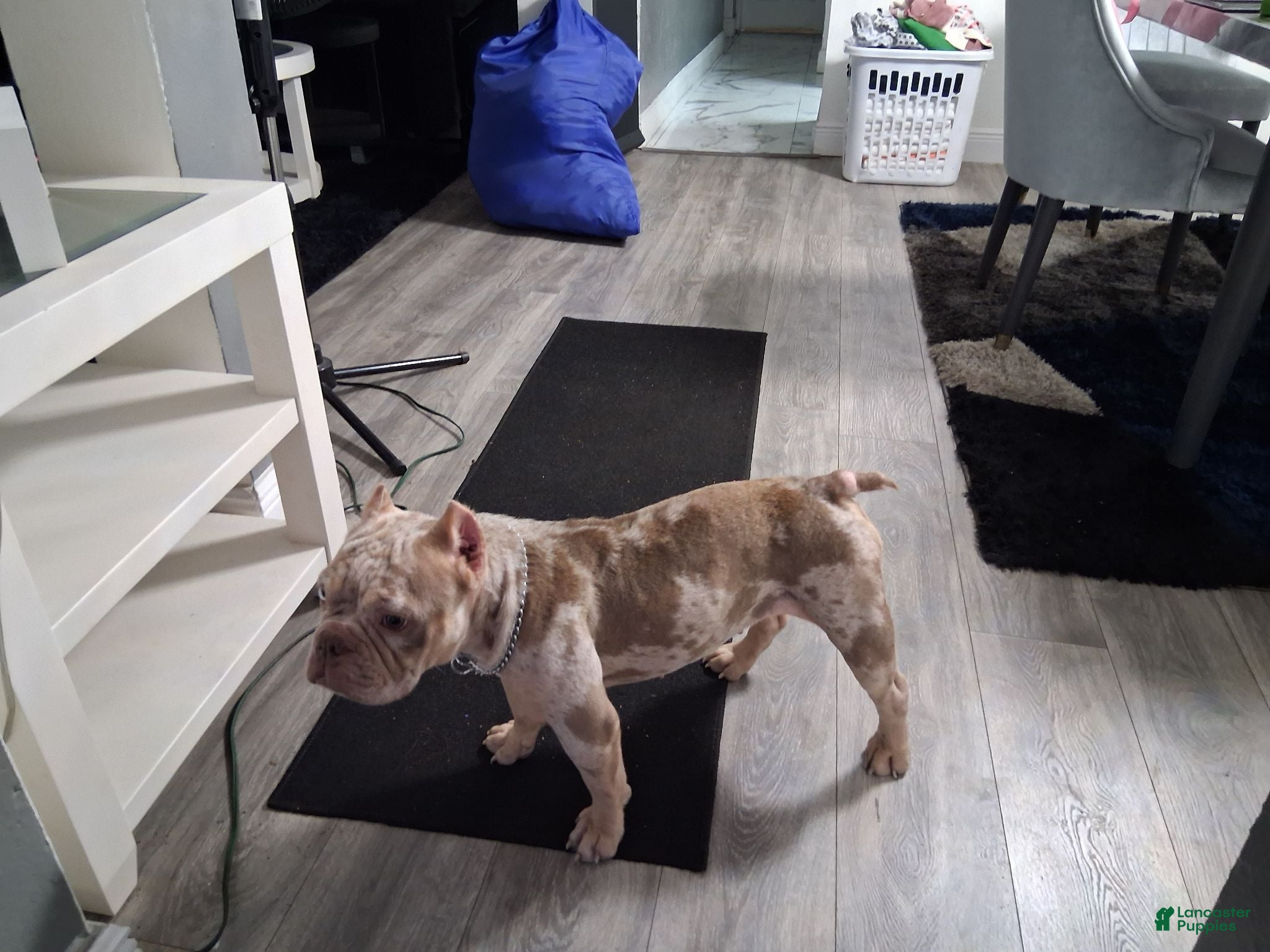 American Bully dogs Skate - Ad 2