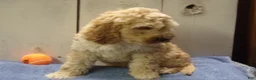 Cockapoo dogs for sale: Barry - Ad 21