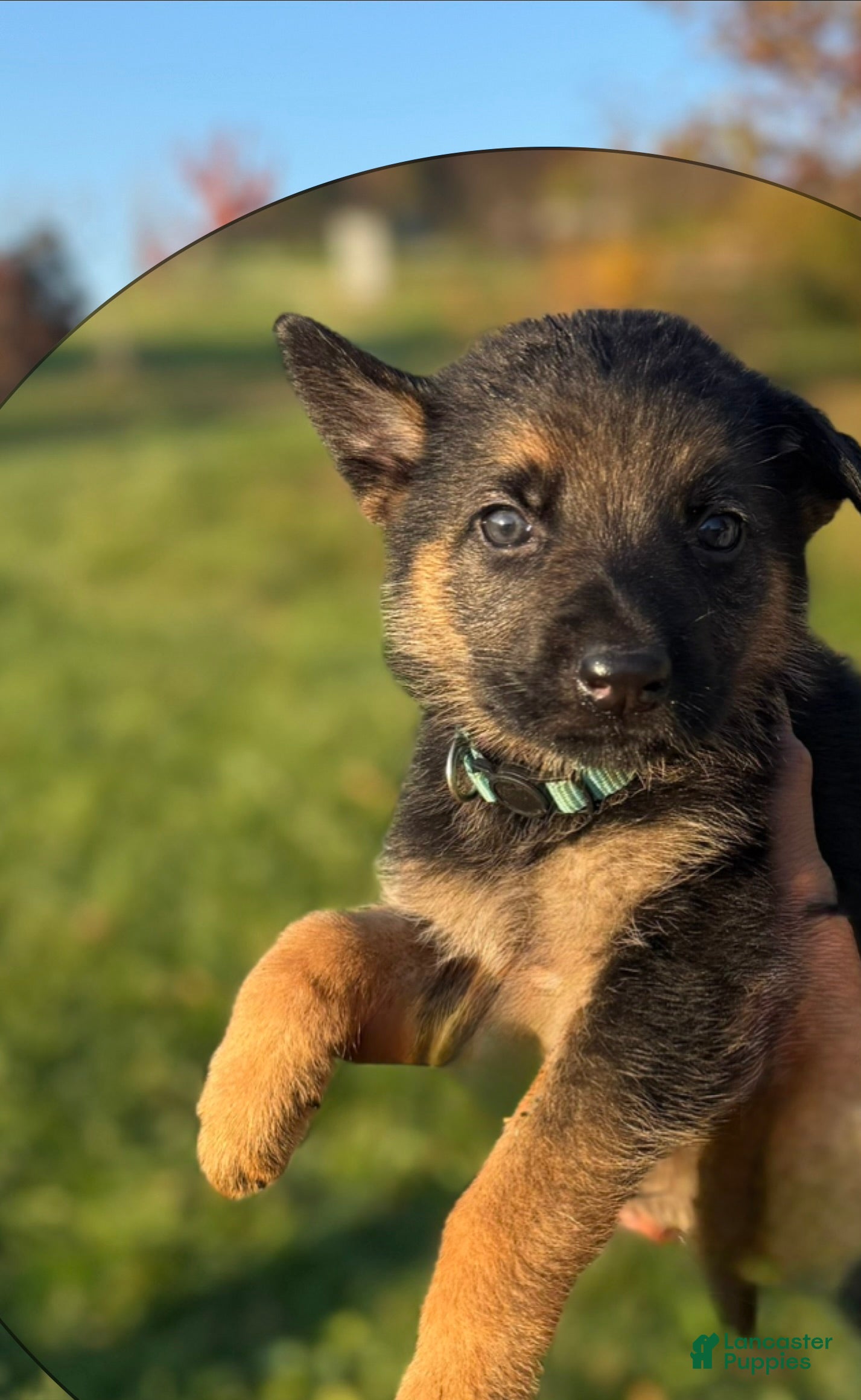 German Shepherd dogs for sale: Blue Collar - Ad 25