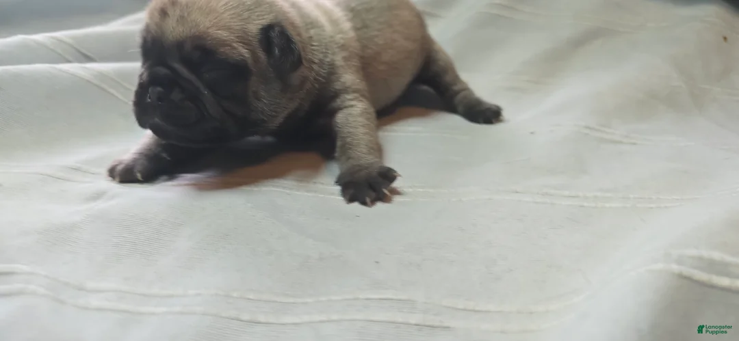 Pug dogs for sale: Jack - Ad 2