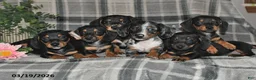 Miniature Dachshund dogs for sale: Chloe - Ad 5