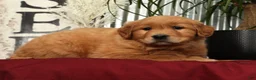 Golden Retriever dogs for sale: Amber - Ad 7