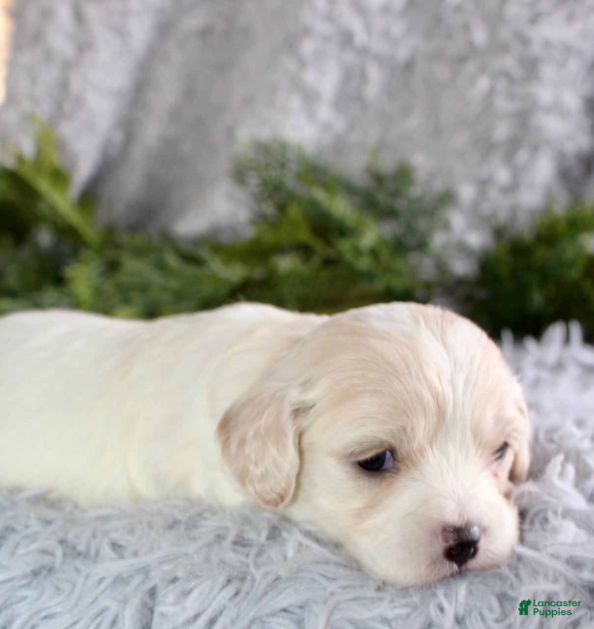 Cavachon dogs Cavachon Puppy 1 - Ad 2