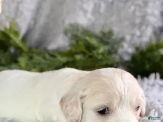 Cavachon dogs Cavachon Puppy 1 - Ad 2