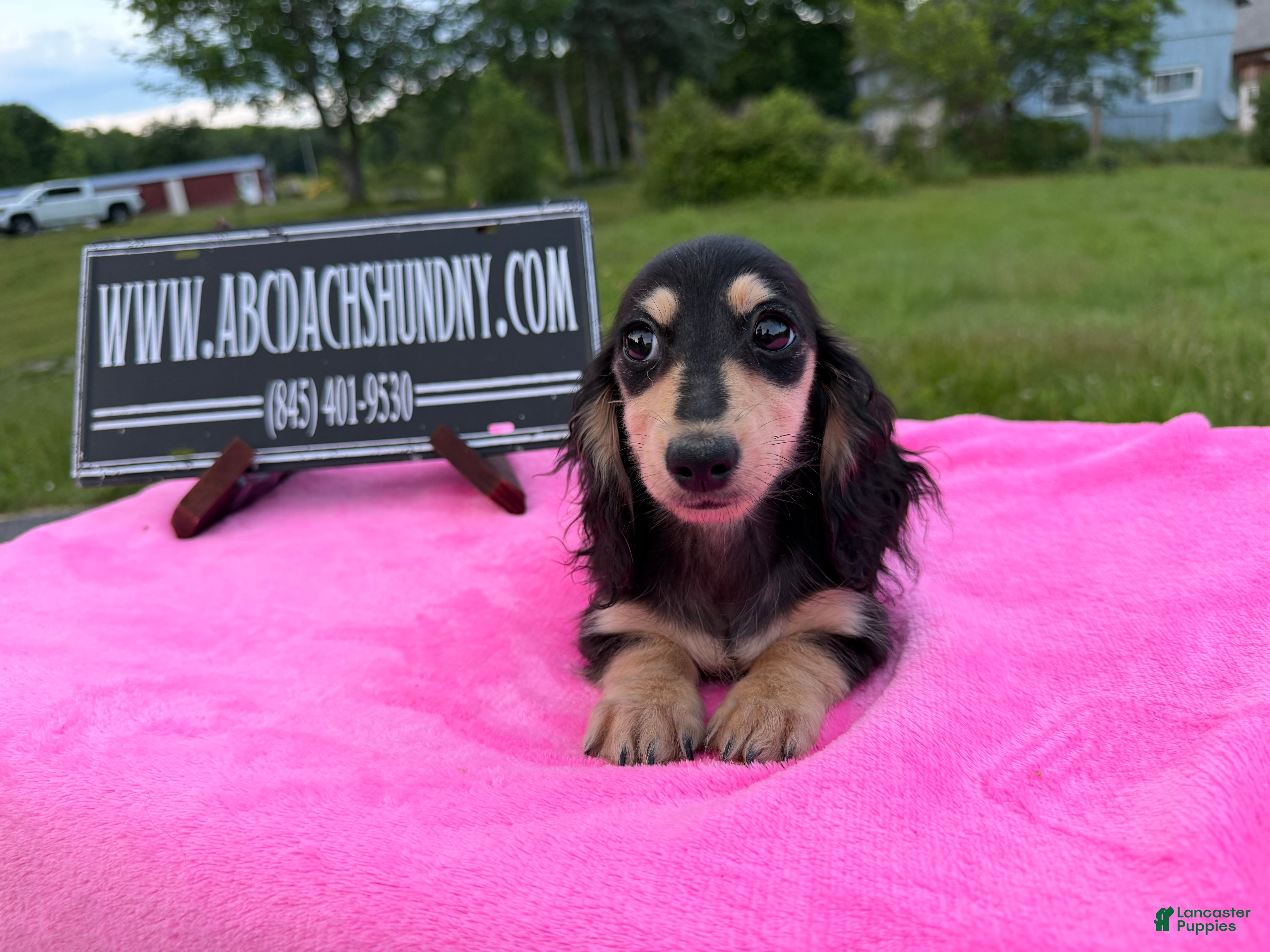 Miniature Dachshund dogs Carrie’s chocolate  will be 6 lbs- Sale - Ad 14