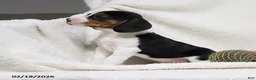 Beagle dogs for sale: Ned - Ad 8