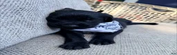Mixed Breed dogs for sale: Ricardo - Ad 2
