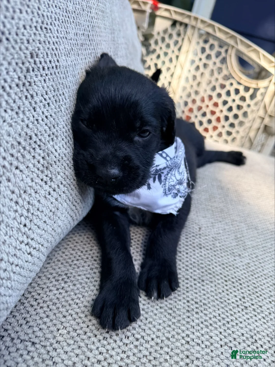 Mixed Breed dogs for sale: Ricardo - Ad 2
