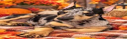 Doberman Pinscher dogs for sale: Doberman Pinscher Female - Ad 1