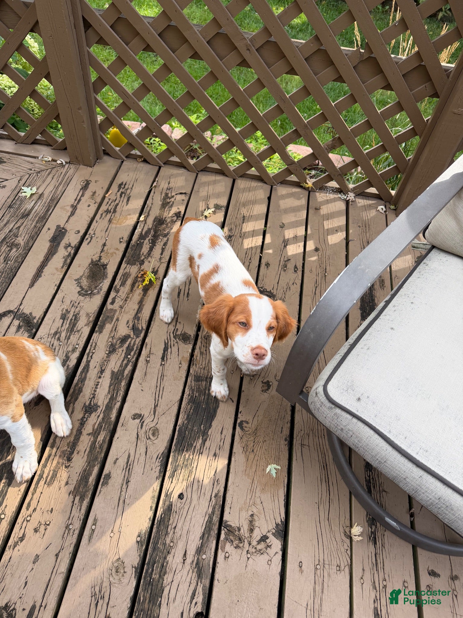 Brittany Spaniel dogs Xena  - Ad 1