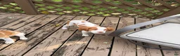 Brittany Spaniel dogs for sale: Xena  - Ad 1