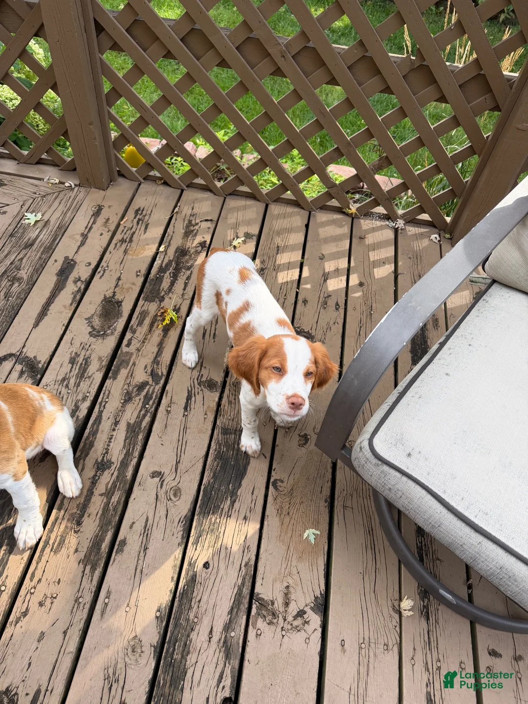 Brittany Spaniel dogs for sale: Xena  - Ad 1