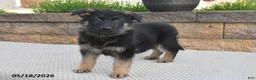 German Shepherd dogs for sale: Winston - Ad 5