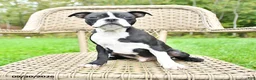 Boston Terrier dogs for sale: Billy - Ad 2