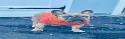 French Bulldog dogs for sale: Prince - Ad 5