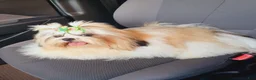 Shih Tzu dogs for sale: Shih Tzu female  - Ad 3