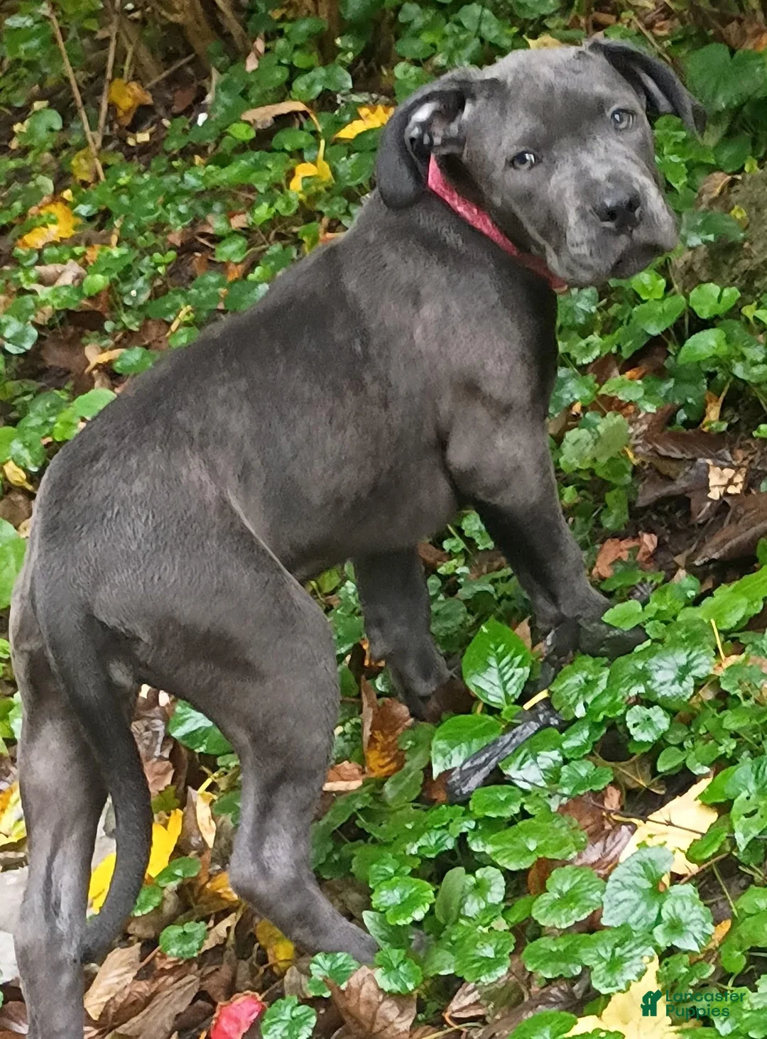Mixed Breed dogs for sale: Nova - Ad 2