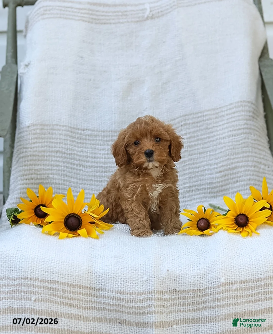Cavapoo dogs for sale: Kelly - Ad 2