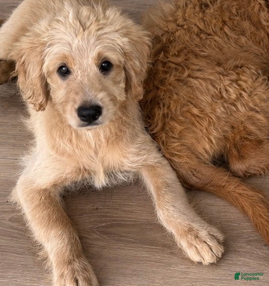 Mini Goldendoodle dogs Mini Goldendoodle PEARL - Ad 1