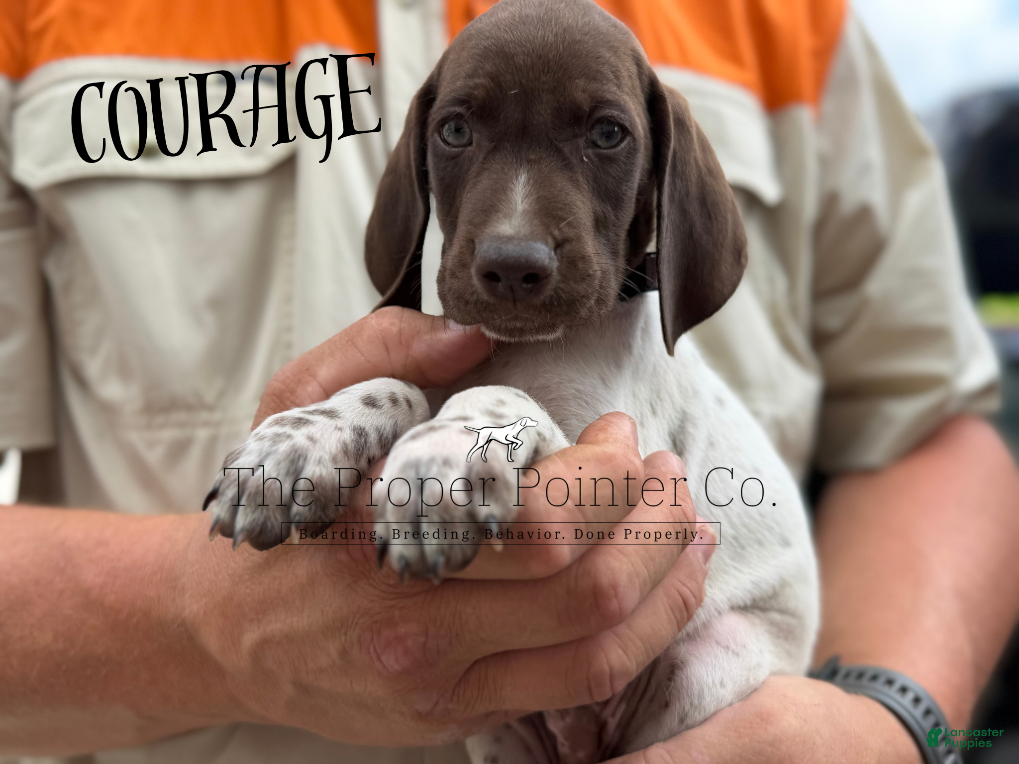 German Shorthaired Pointer dogs Courage - Ad 1