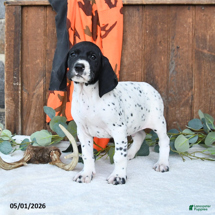 German Shorthaired Pointer dogs Mack  - Ad 1