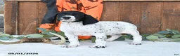 German Shorthaired Pointer dogs for sale: Mack  - Ad 1