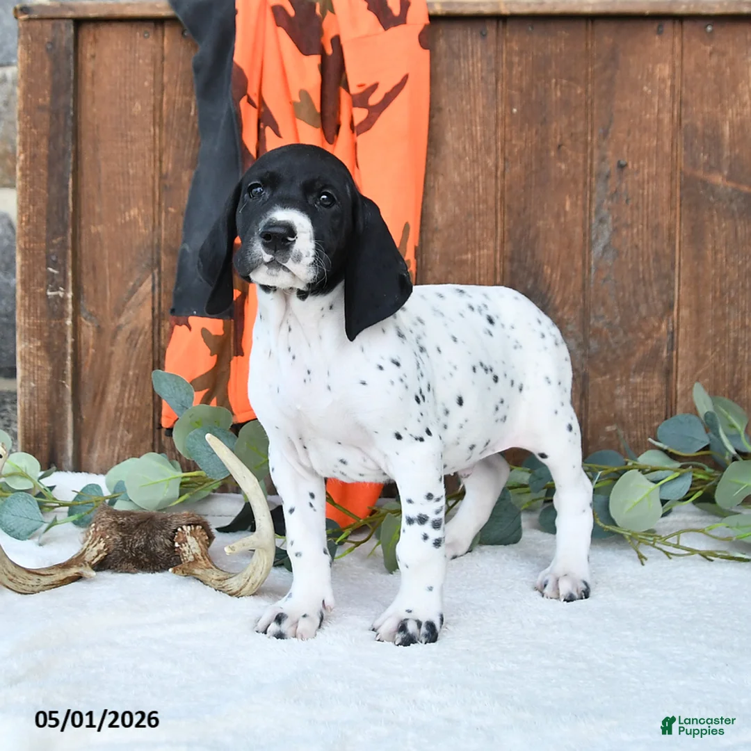 German Shorthaired Pointer dogs for sale: Mack  - Ad 1