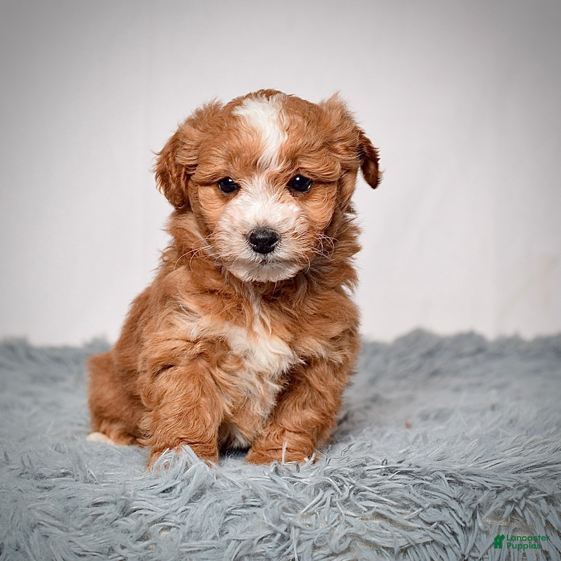 Mini Goldendoodle dogs Ms. Amber - Ad 1