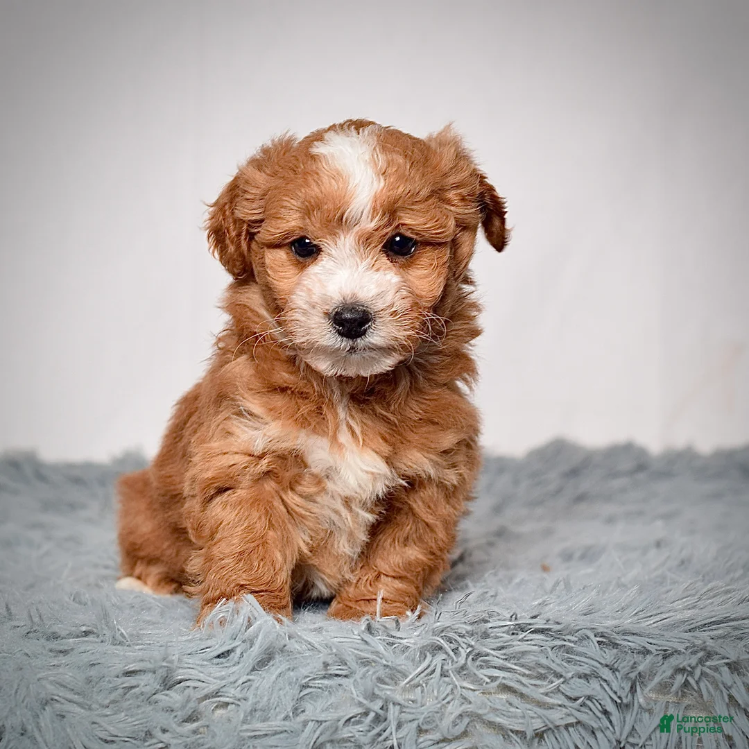 Mini Goldendoodle dogs for sale: Ms. Amber - Ad 1