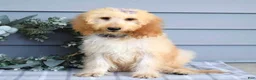 Goldendoodle dogs for sale: Millie - Ad 10