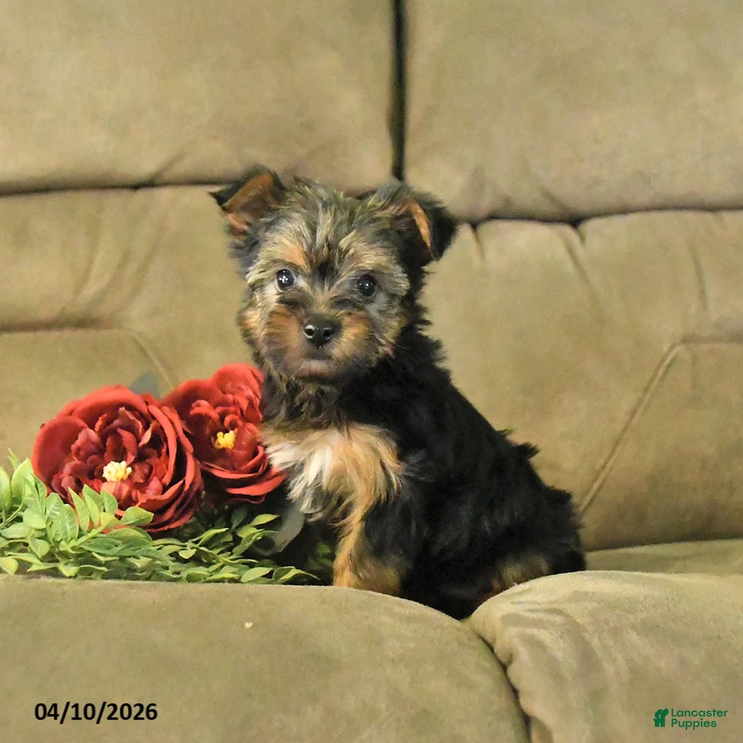 Yorkshire Terrier dogs for sale: Bonnie - Ad 3