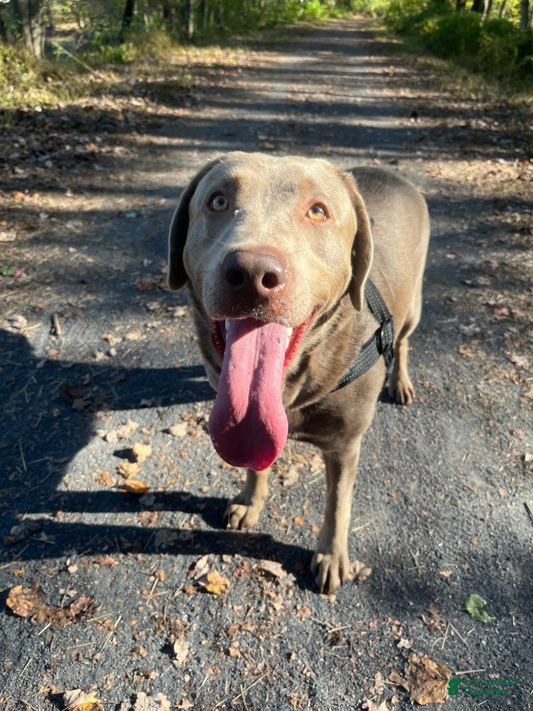 Labrador Retriever dogs for sale: Lola - Ad 2