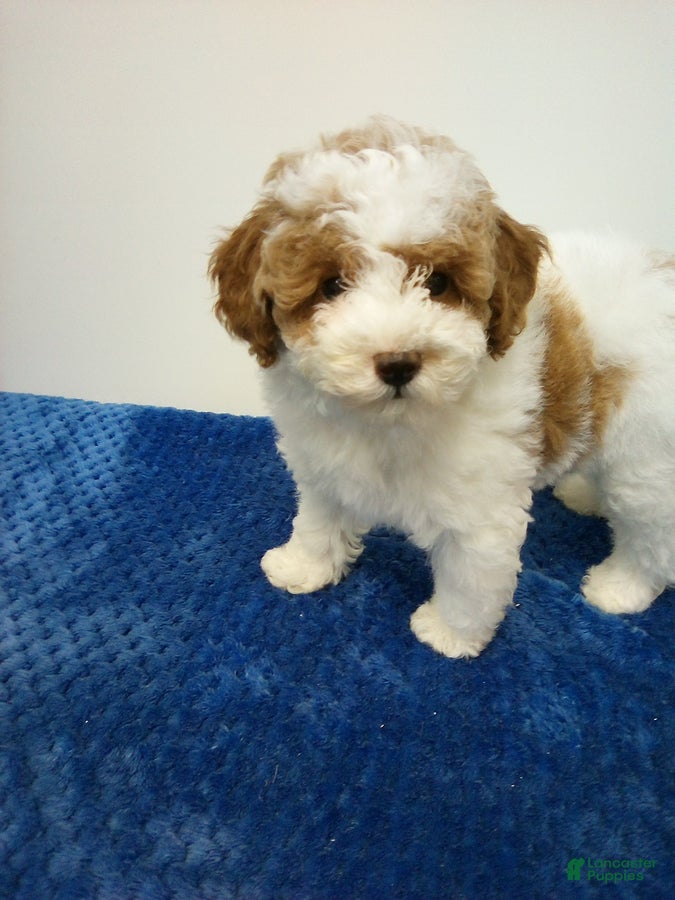 Toy Poodle dogs Elvis - Ad 1