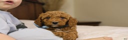 Goldendoodle dogs for sale: Sam - Ad 9