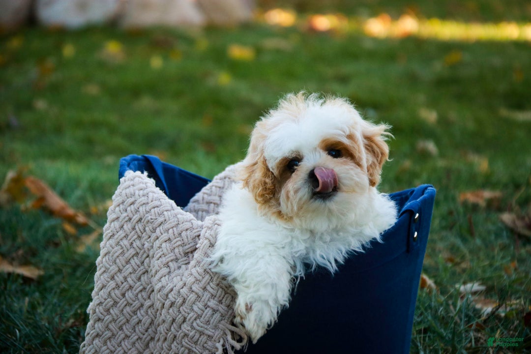 Shihpoo dogs for sale: Fargo - Ad 8