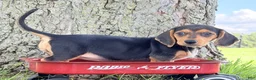 Miniature Dachshund dogs for sale: Marla - Ad 5